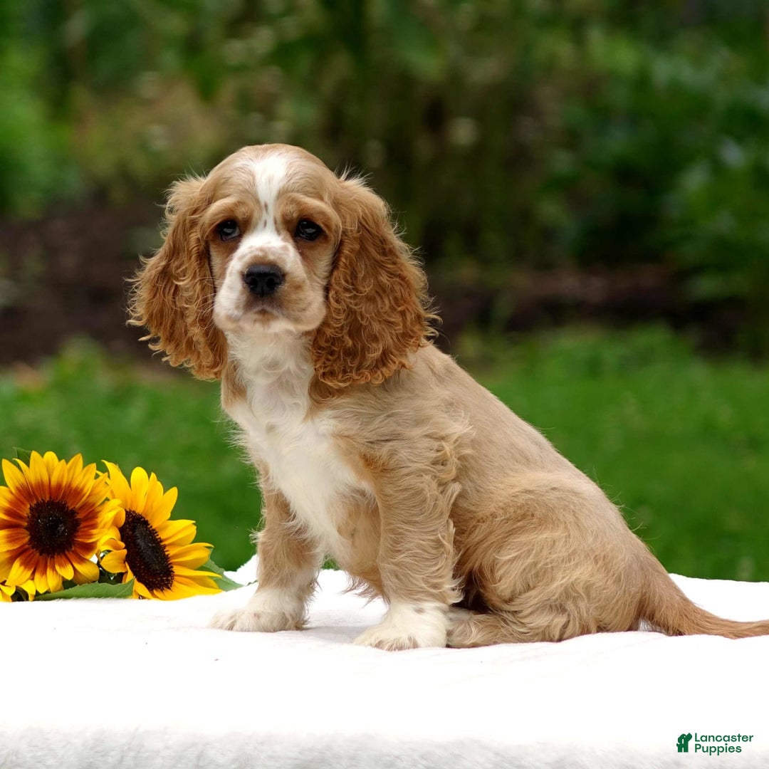 Cocker Spaniel dogs for sale: Tanner - Image 7