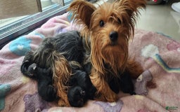 Yorkshire Terrier dogs for sale: Jeff - Image 4