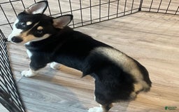 Alaskan Klee Kai dogs for sale: Naymeria - Image 8