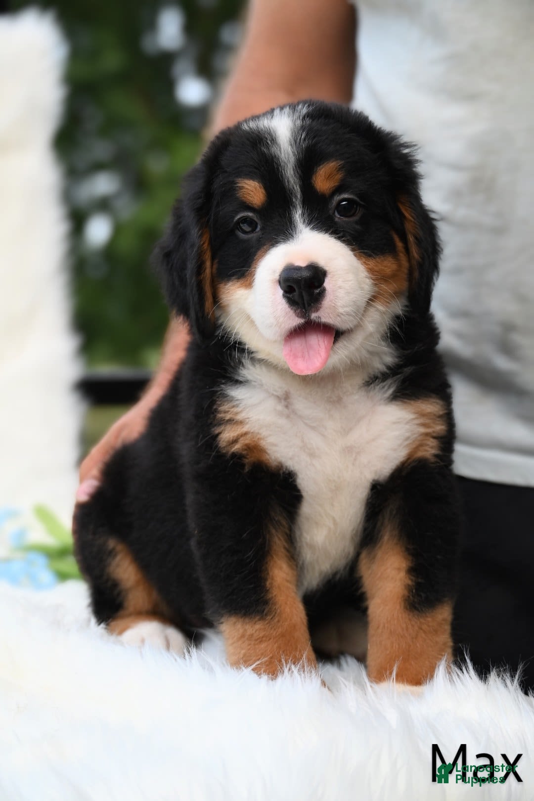 Bernese Mountain Dog dogs for sale: Max - Image 6