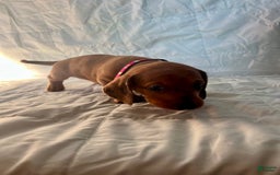 Dachshund dogs for sale: Bonnie - Image 2