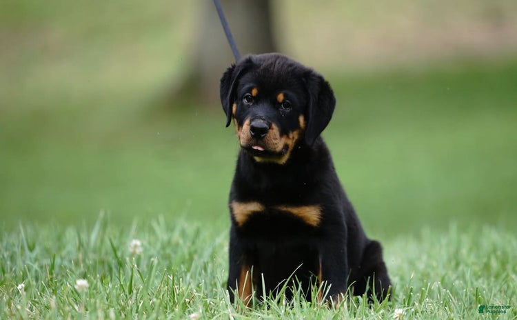 Rottweiler dogs for sale - Ad 1