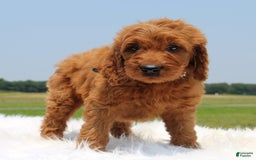 Irish Doodle dogs for sale: Vic - Image 3