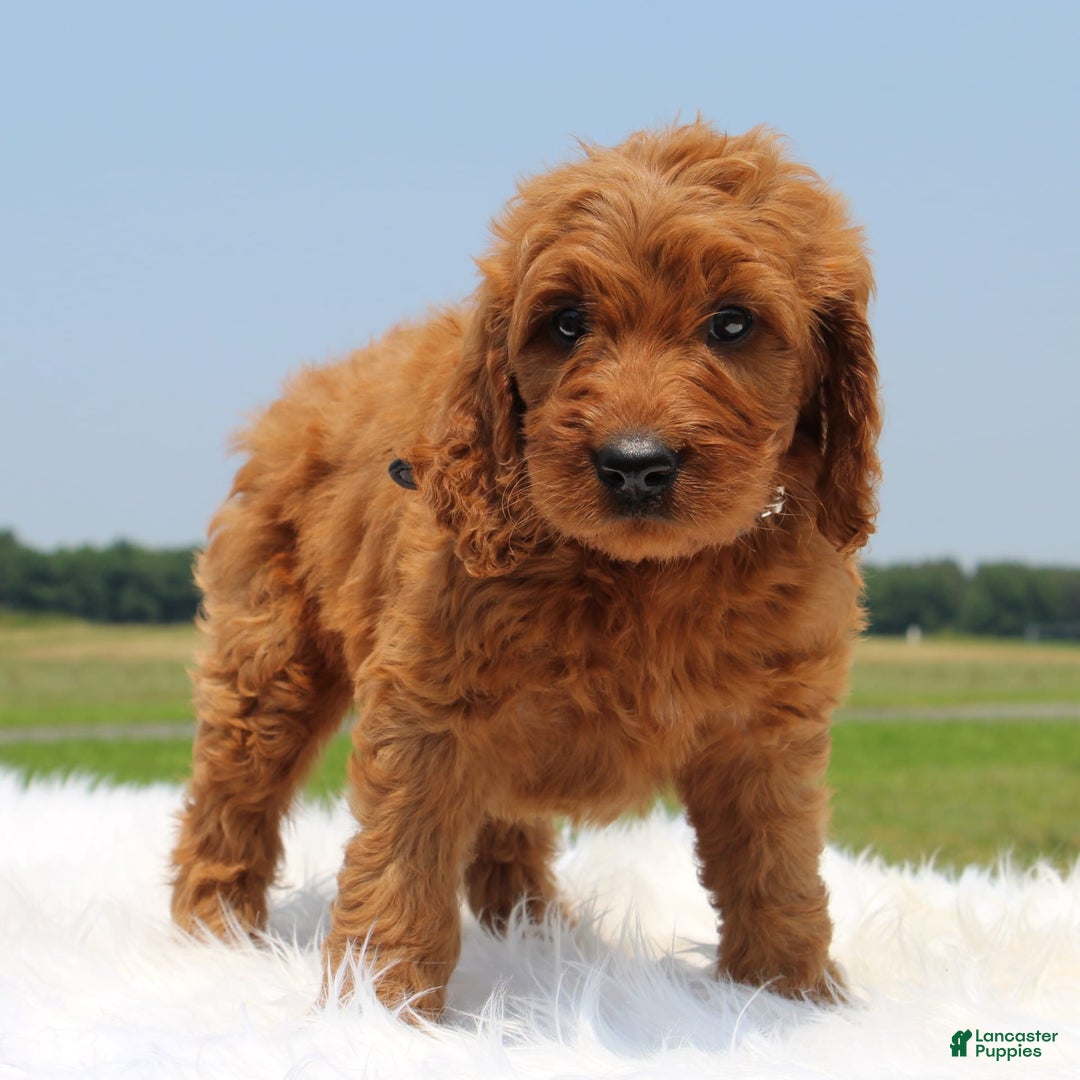 Irish Doodle dogs for sale: Vic - Image 3
