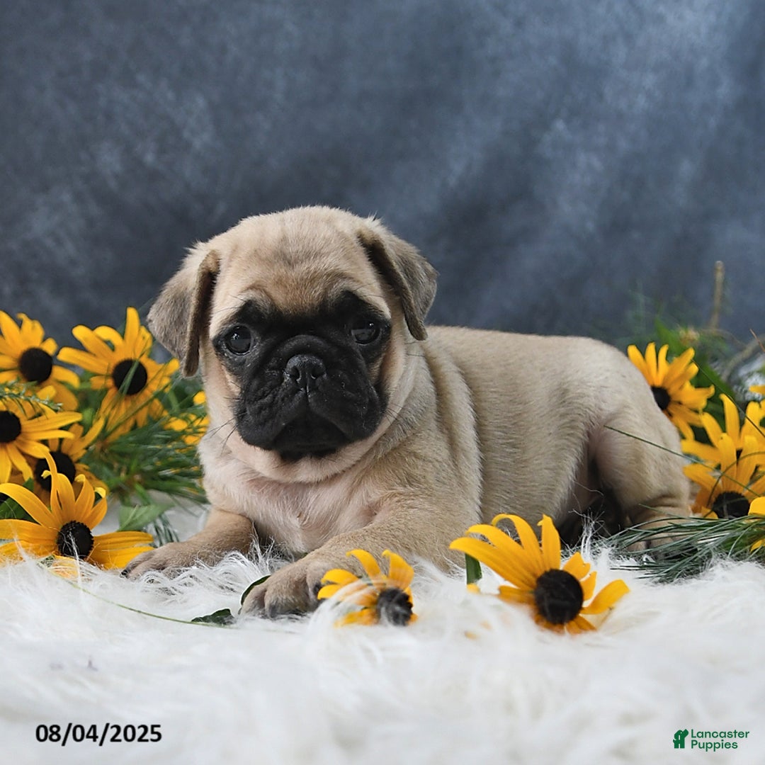 Pug dogs for sale: Tristan - Image 2