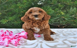 Mini Goldendoodle dogs for sale: Daisy - Image 21