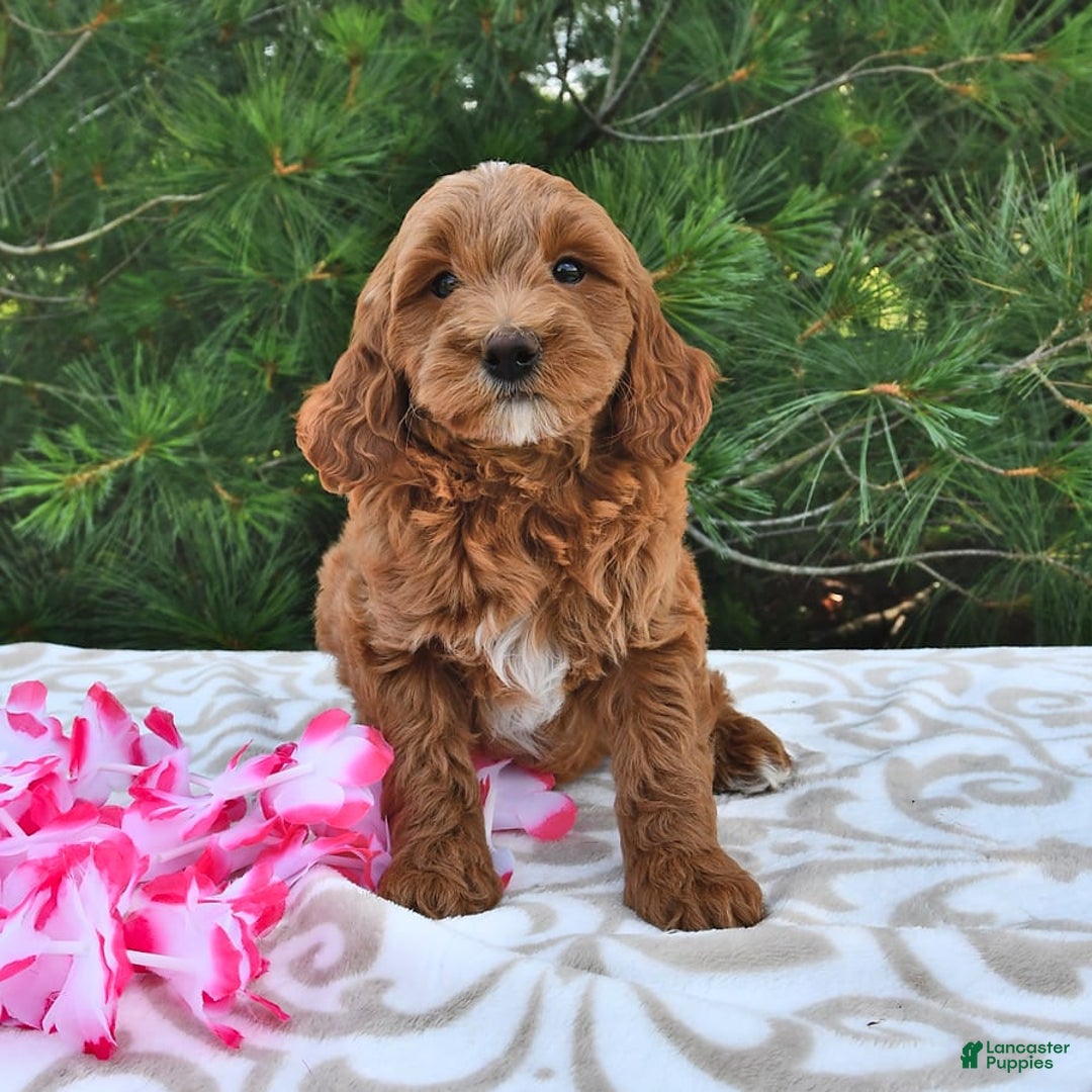 Mini Goldendoodle dogs for sale: Daisy - Image 21