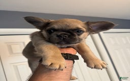 French Bulldog dogs for sale: Lilly - Image 6