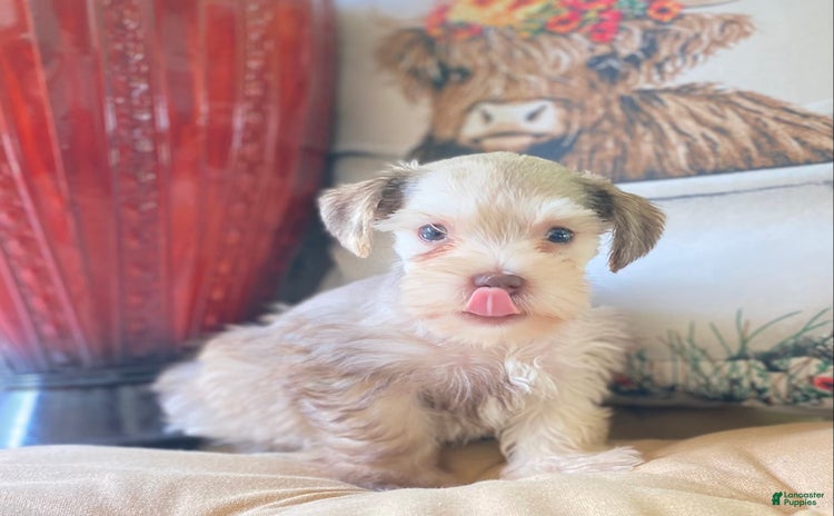 Miniature Schnauzer dogs for sale - Ad 1