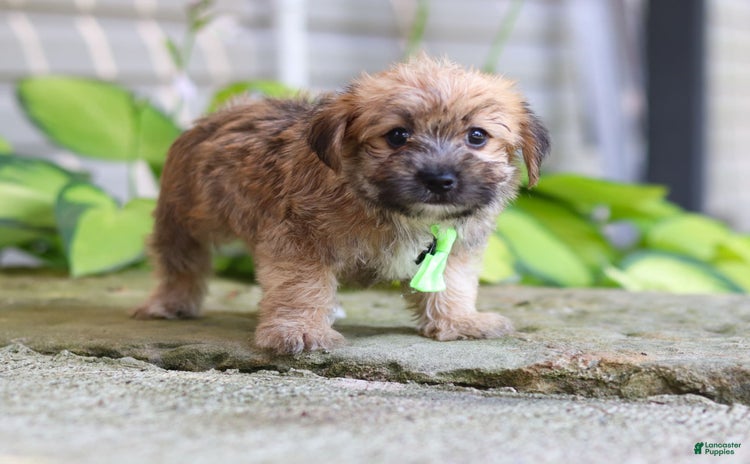 Morkie dogs for sale - Ad 4
