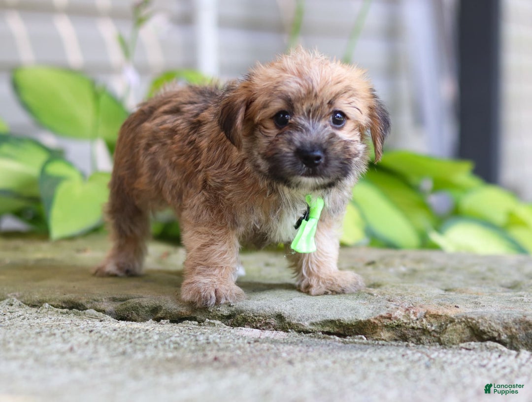 Morkie dogs for sale: Tyler - Image 1
