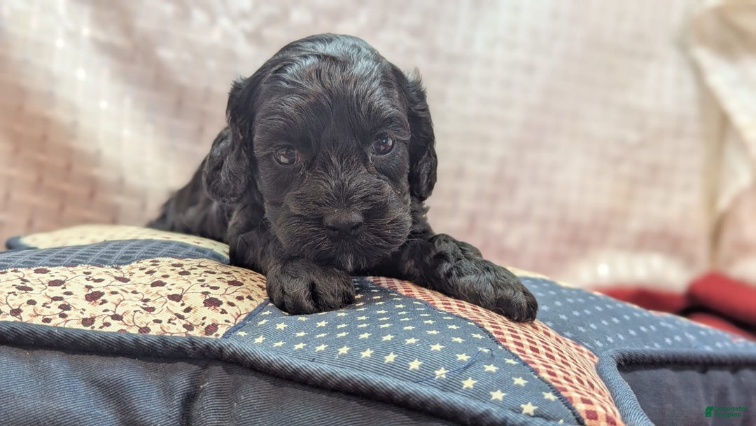 Cockapoo dogs for sale: Emily - Image 29