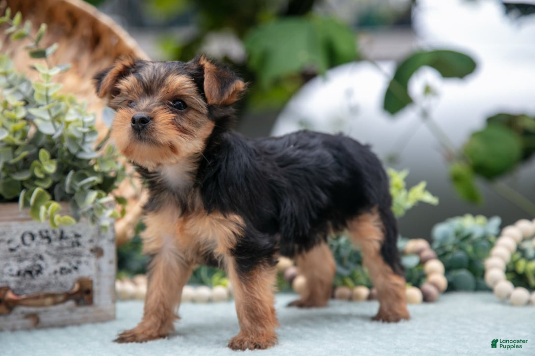 Shorkie dogs for sale: Harper - Image 5