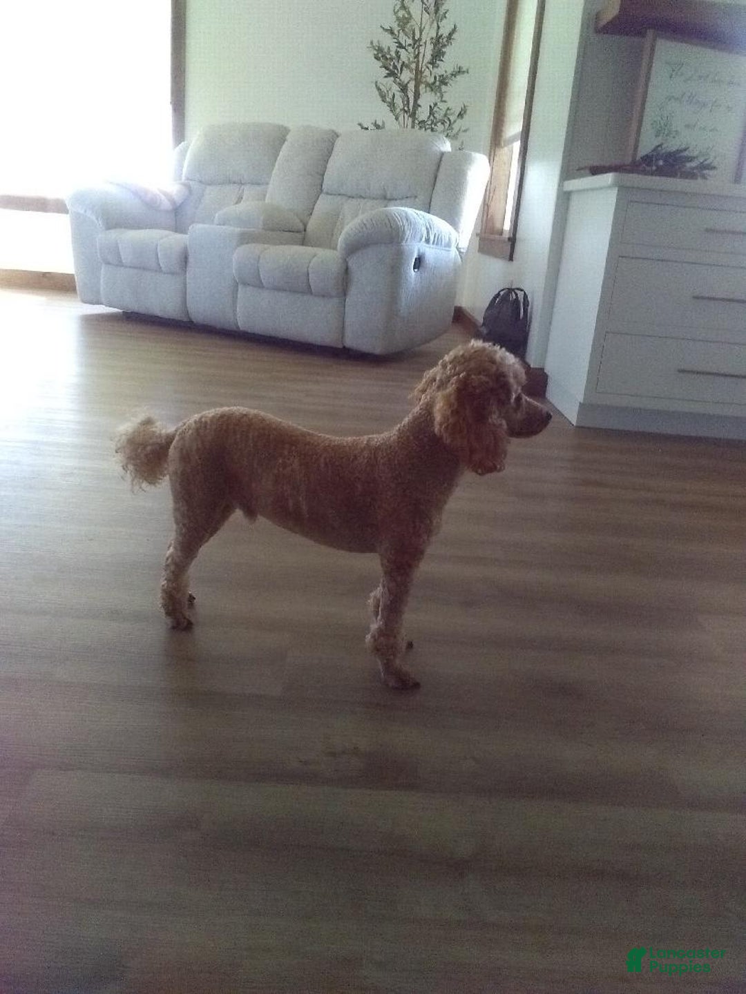 Miniature Poodle dogs for sale: Chico - Image 3