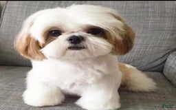 Shih Tzu dogs for sale: Teddy - Image 4