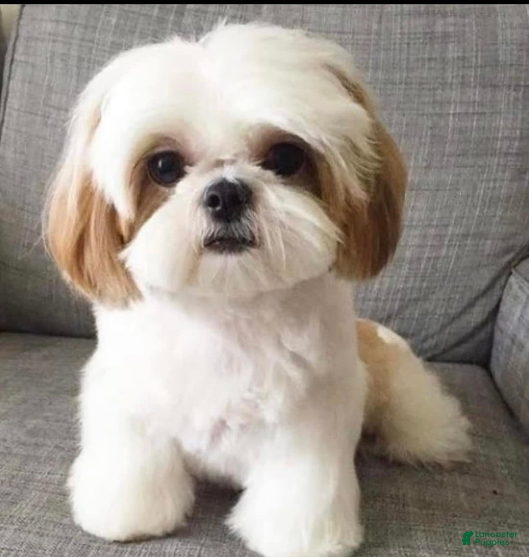 Shih Tzu dogs for sale: Teddy - Image 4