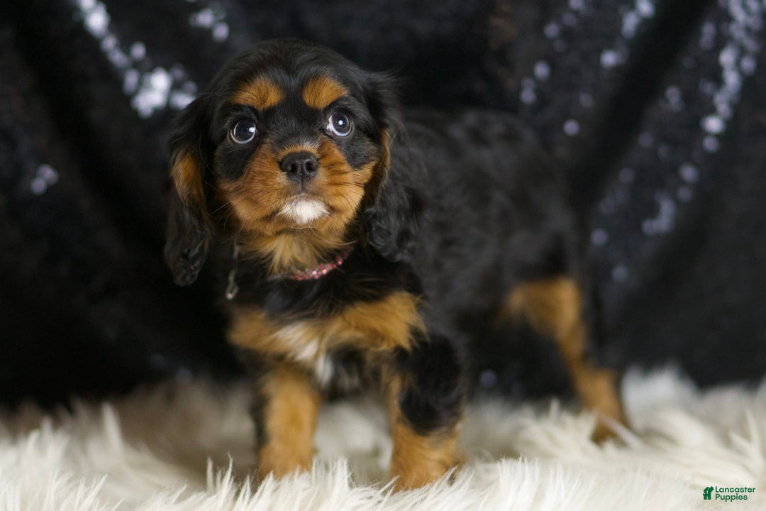 Cavalier King Charles Spaniel dogs for sale: Birdie - Image 4