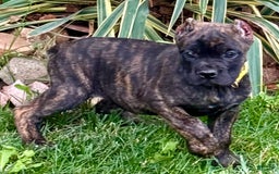 Cane Corso dogs for sale: Bridget - Image 9