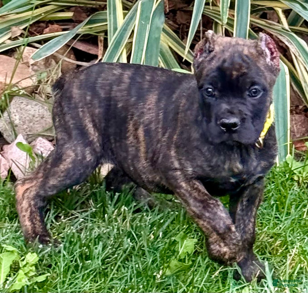 Cane Corso dogs for sale: Bridget - Image 9