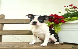 Boston Terrier dogs for sale: Rossi - Image 4