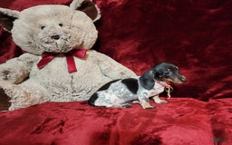 Miniature Dachshund dogs for sale: DOTTIE - Image 2