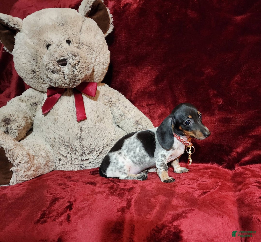 Miniature Dachshund dogs for sale: DOTTIE - Image 2