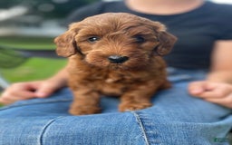 dogs for sale: Nova - Image 1