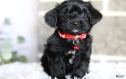Yorkiepoo dogs for sale: Button - Image 9