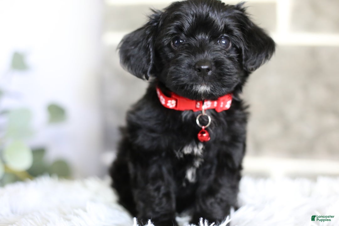 Yorkiepoo dogs for sale: Button - Image 9