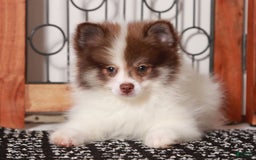 Pomeranian dogs for sale: Boris - Image 3