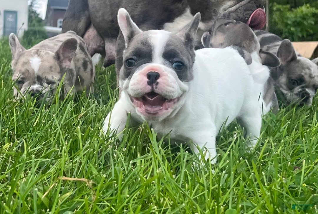French Bulldog dogs for sale: Mr Biggs - Image 2