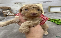 Miniature Poodle dogs for sale: Taren - Image 9