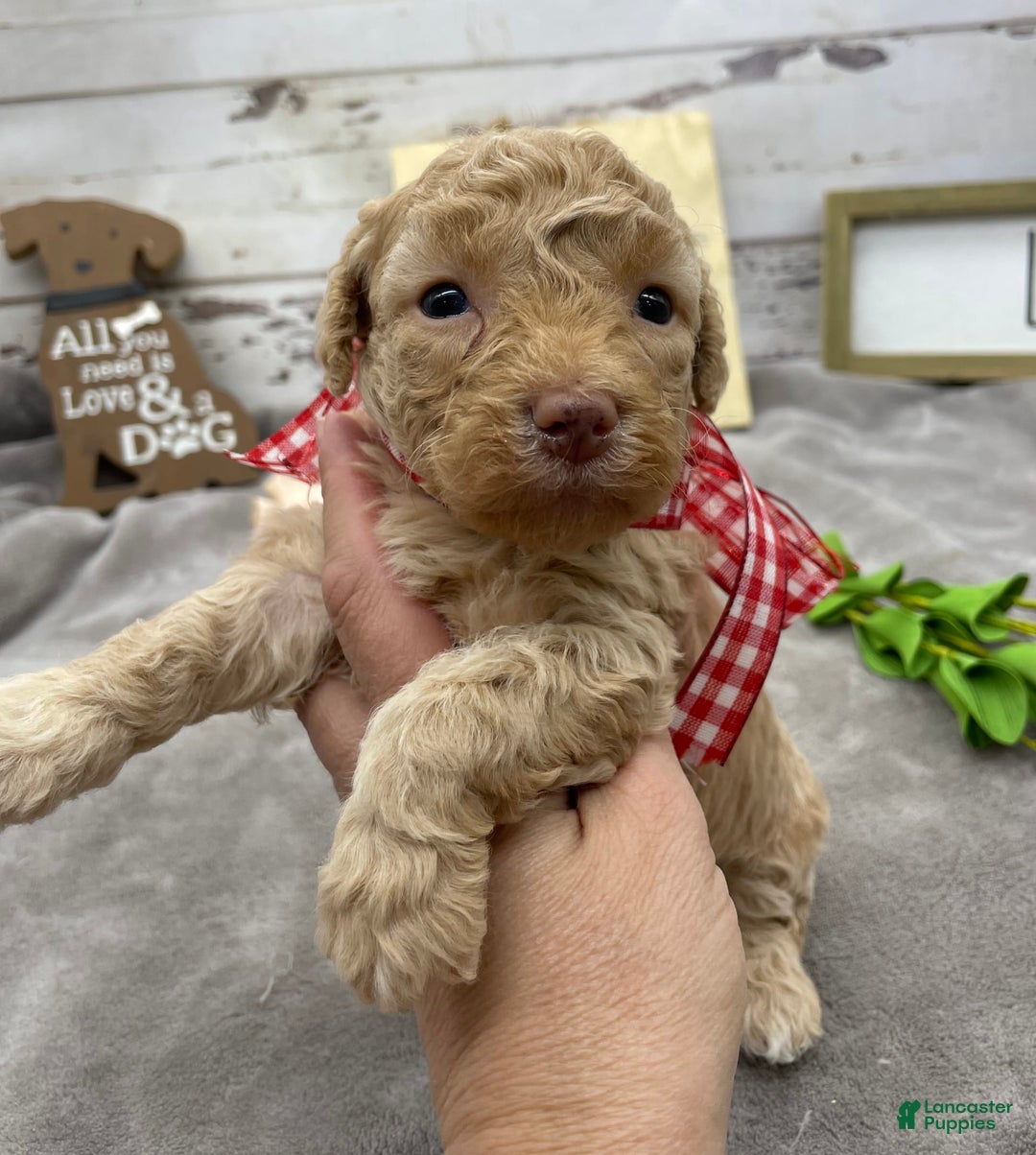 Miniature Poodle dogs for sale: Taren - Image 9