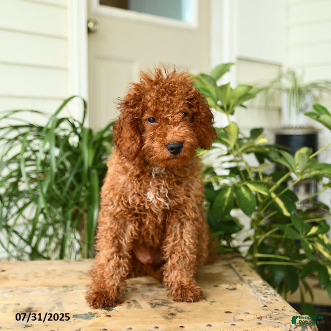 Mini Goldendoodle dogs for sale: Goose - Image 11