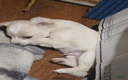 Chihuahua dogs for sale: Fluffy white Puppies - Image 2