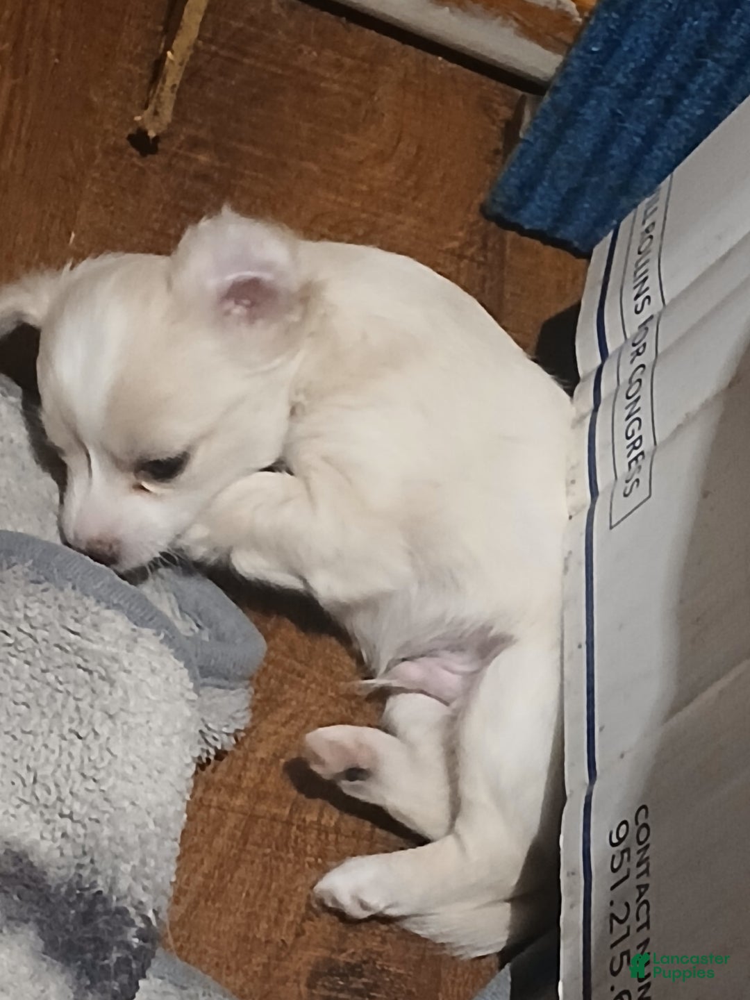 Chihuahua dogs for sale: Fluffy white Puppies - Image 2