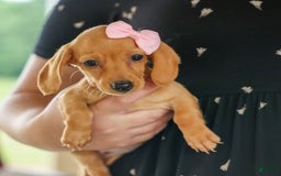 Miniature Dachshund dogs for sale: Miniature Dachshund 3 puppies - Image 17