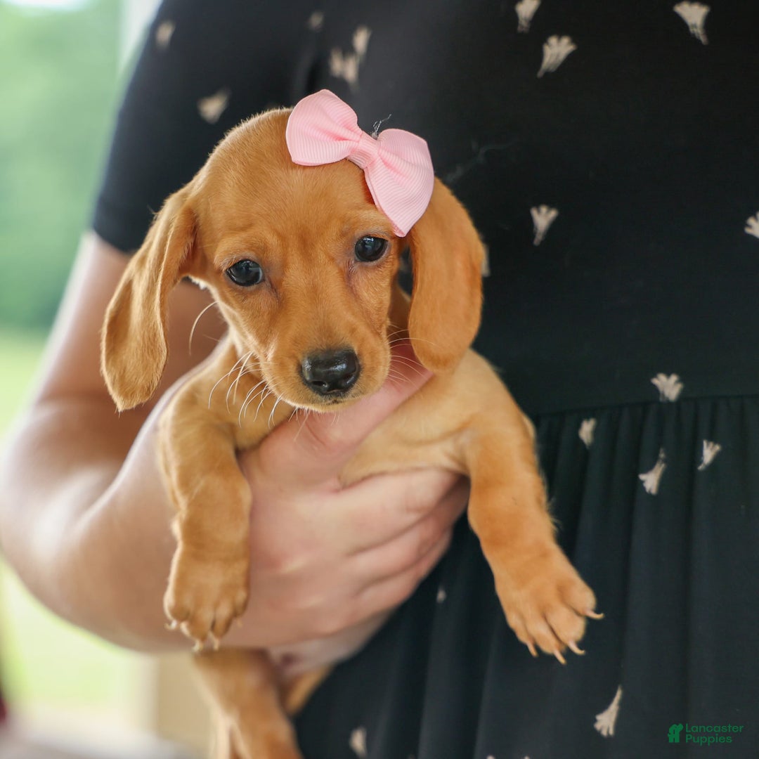 Miniature Dachshund dogs for sale: Miniature Dachshund 3 puppies - Image 17