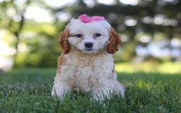 Cavapoo dogs for sale: Lola - Image 5
