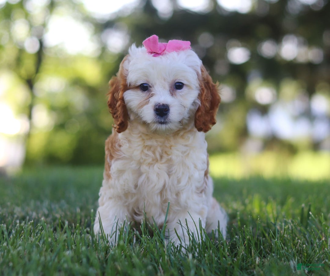 Cavapoo dogs for sale: Lola - Image 5