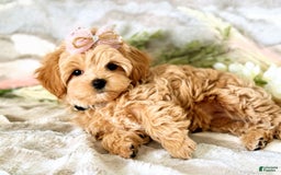 Maltipoo dogs for sale: Dark Pink Collar - Image 30