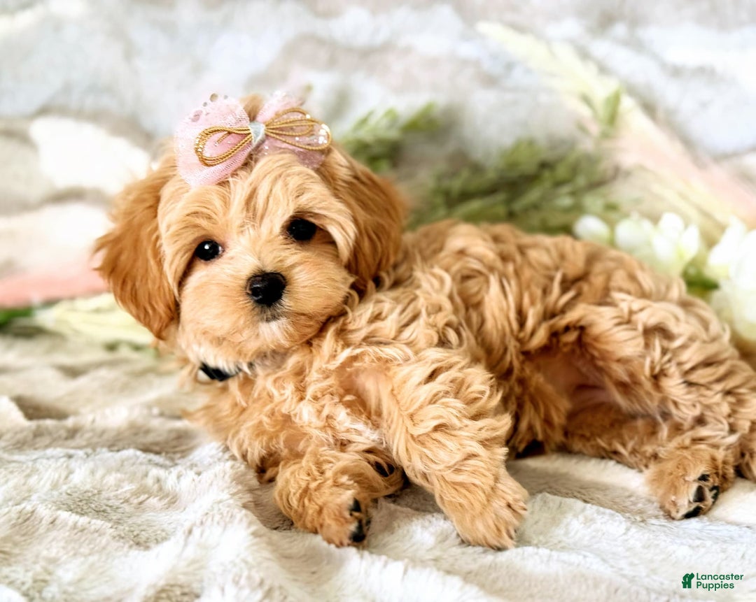 Maltipoo dogs for sale: Dark Pink Collar - Image 30