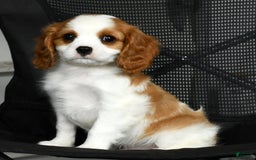 Cavalier King Charles Spaniel dogs for sale: Ike - Image 5