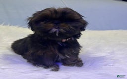 Shih Tzu dogs for sale: Glitterbug Pink - Image 7