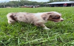 Australian Shepherd dogs for sale: L-orange - Image 6