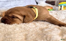 Labrador Retriever dogs for sale: Yellow Girl - Image 1