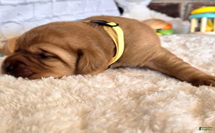 Labrador Retriever dogs for sale - Ad 5