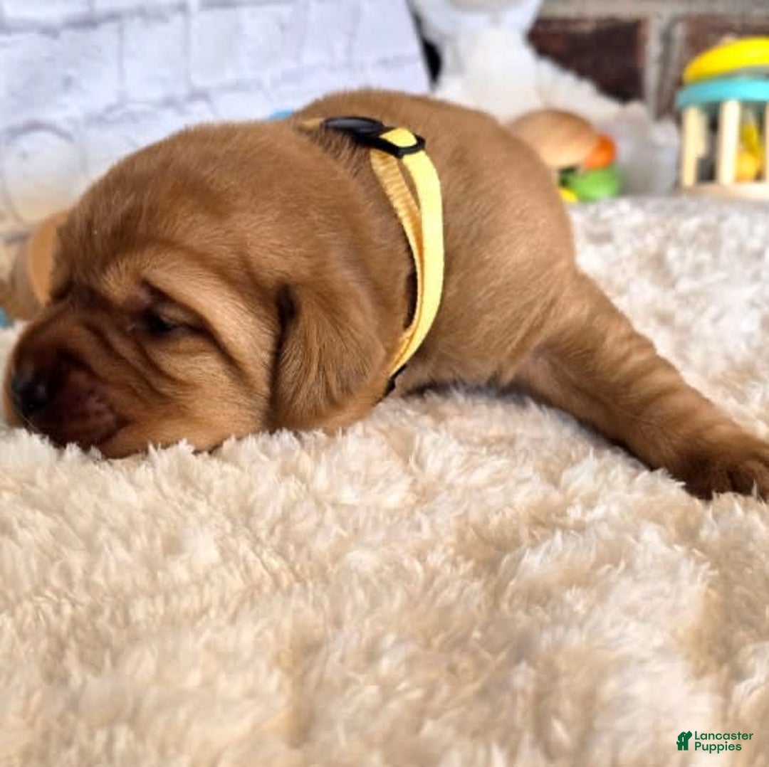 Labrador Retriever dogs for sale: Yellow Girl - Image 1