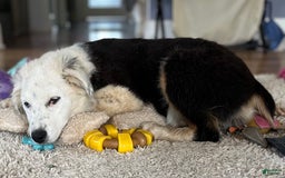 Australian Shepherd dogs for sale: Sugar - Image 6