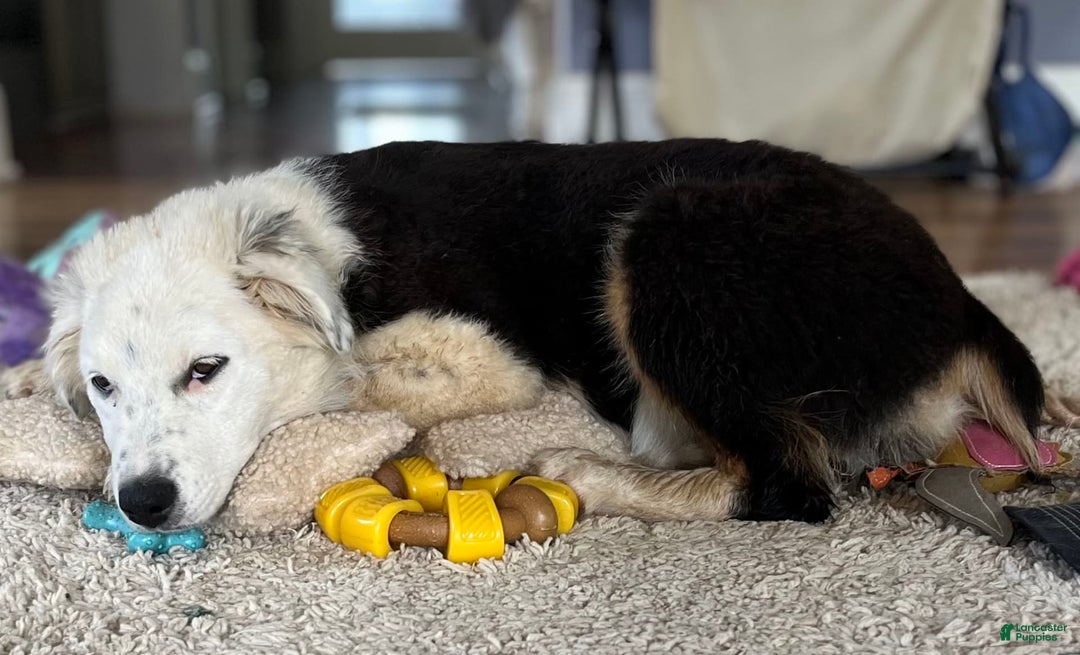 Australian Shepherd dogs for sale: Sugar - Image 6